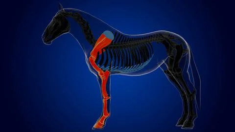 Forelimb bones of bone horse skeleton anatomy for medical concept 3D Illust.. Stock-Illustration