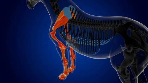 Forelimb bones of bone horse skeleton anatomy for medical concept 3D Illust.. Stock-Illustration