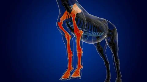 Forelimb bones of bone horse skeleton anatomy for medical concept 3D Illust.. Stock-Illustration