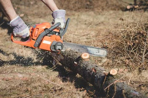 Foreman in work clothes cuts a dry tree with a chainsaw for later processing. Stock Photos