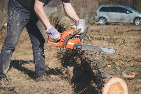 Foreman in work clothes cuts a dry tree with a chainsaw for later processing. Stock Photos