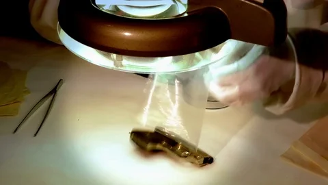 Forensic Examines a Pistol Stock Footage 82413310