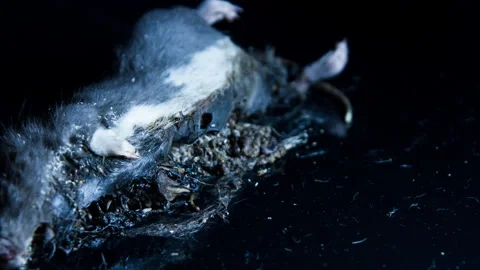 Forensic science. Death close up animal decay time lapse.  Stock Footage 284887758