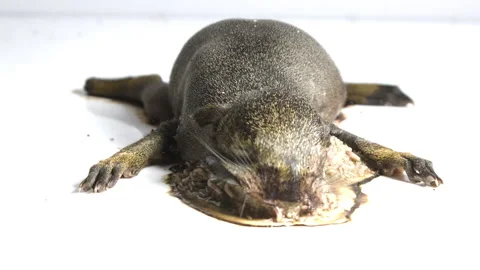 Forensic science stages of decomposition in mammals. Stock-Footage 318481678