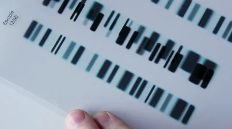 Forensic scientist compares DNA profiles, overhead Stock Footage