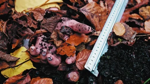 Forensics Ruler Placed next to Disturbin... | Stock Video | Pond5