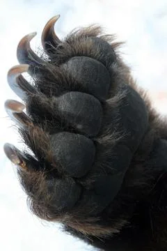 Forepaw Kamchatka bear Stock Photos