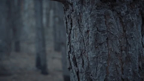 Fores 스톡 동영상 108655276