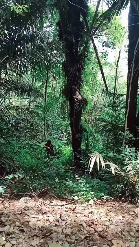 Fores Video stock 209607320