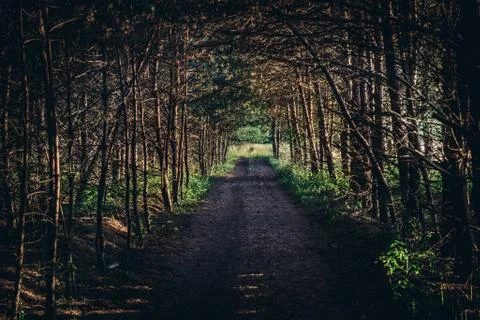 Fores road under the pine trees in Masovia Region of Poland Fotos Stock