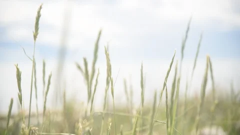 Foreshore beach grass 스톡 동영상 95243752