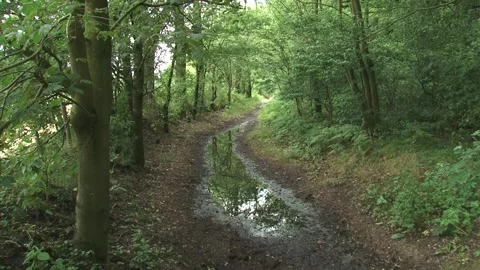 Foresst tree leaves - tilt down - rain puddle on a winding sandy path Stock Footage 138642183