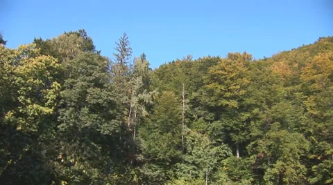 Forest 0 Stock Footage 8795708