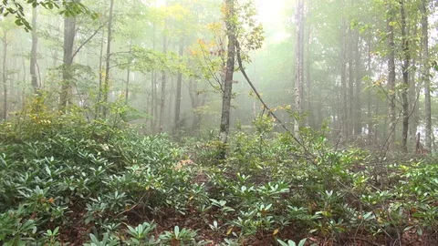 Forest 001 Video stock 97505063