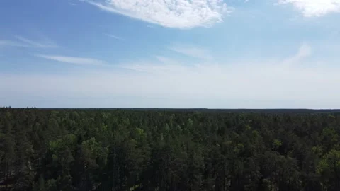 Forest 001 Stock Footage 197477442