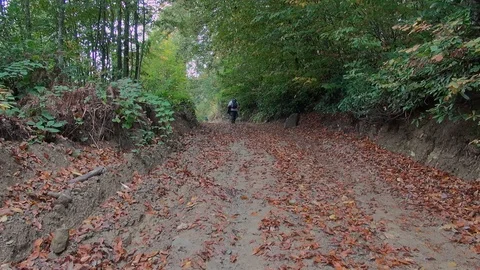 Forest 002 Video stock 97511960