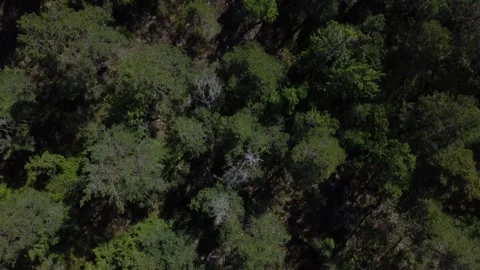 Forest 002 Stock Footage 197477688