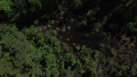 Forest 003 Stock Footage 197477851