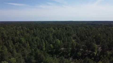 Forest 004 Stock Footage 197477671