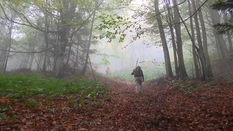 Forest 005 Video stock 97512154