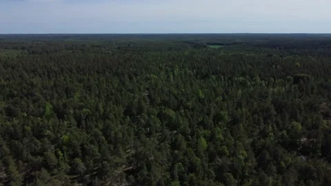 Forest 005 Stock Footage 197477947