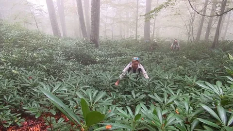 Forest 006 Video stock 97511976