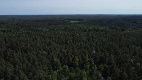 Forest 006 Stock Footage 197478150