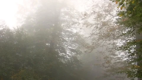 Forest 007 Video stock 97512128