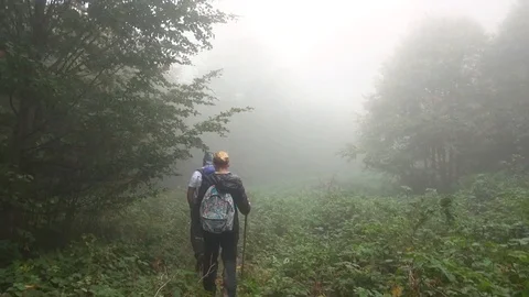 Forest 008 Video stock 97512123