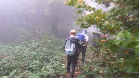 Forest 009 Video stock 97512188