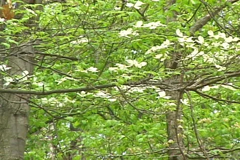 Forest 01 Stock Footage 117793