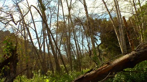 Forest 01 Stock Footage 330334