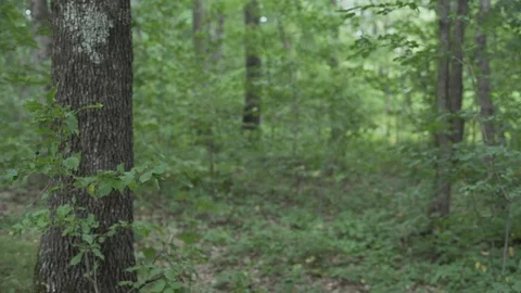 Forest 01 動画素材 114770301