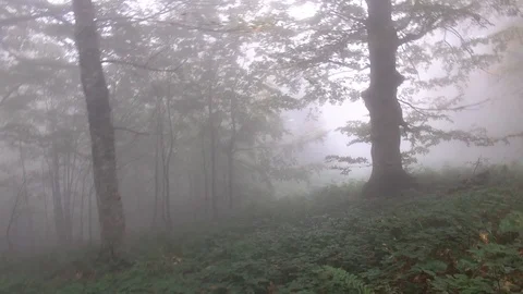 Forest 010 Video stock 97512211