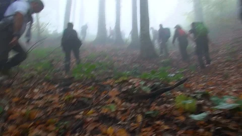 Forest 011 Video stock 97512406