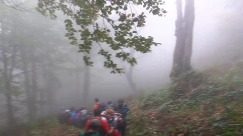 Forest 012 Video stock 97512809