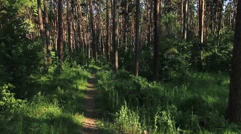 Forest 01.mp4 Video stock 8977101