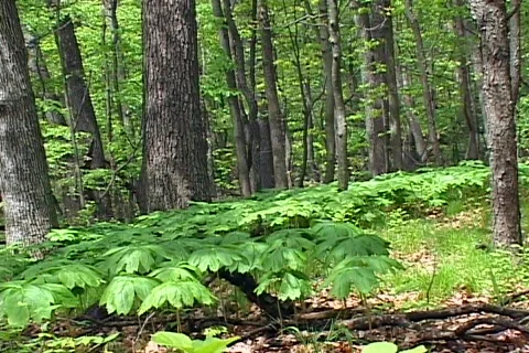 Forest 02 스톡 동영상 117792