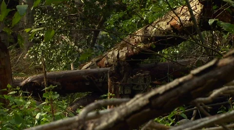 Forest 02 Stock-Footage 330337