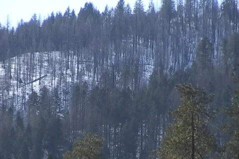 Forest 02 Видео 356721