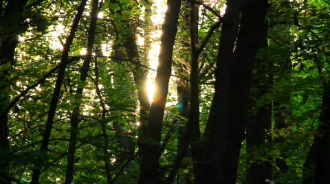 Forest 02 Video stock 856636