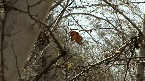 Forest 03 Stock Footage 330342