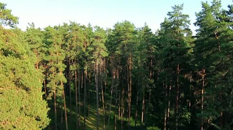Forest 03.mp4 Video stock 8983103