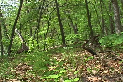 Forest 04 Stock Footage 117789