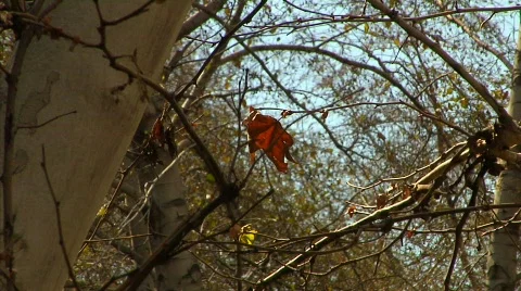 Forest 04 Stock Footage 330343