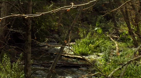 Forest 05 Stock-Footage 330345