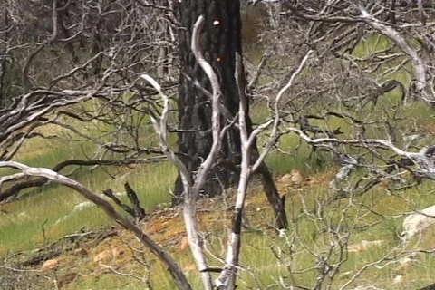 Forest 05 Stock Footage 356724