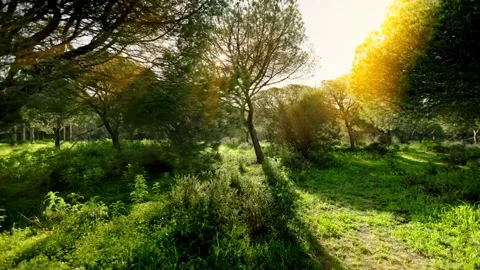 FOREST 1 4K Stock Footage 275340745