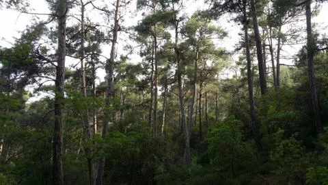 Forest 1 (Cyprus) Stock Photos