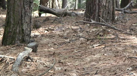 Forest 1 Stock Footage 478826